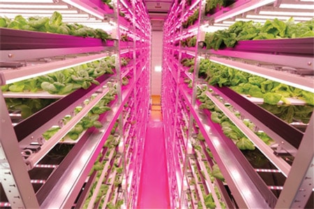 Utilisation de LED dans l'agriculture verticale