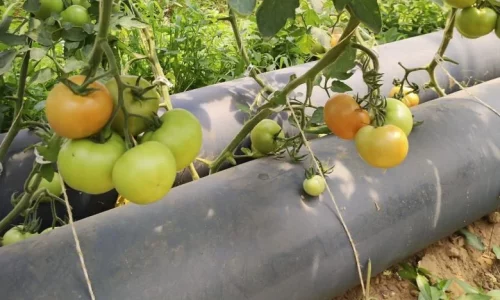 L’invention d’une serre bioclimatique qui permet de chauffer une serre, sans électricité !